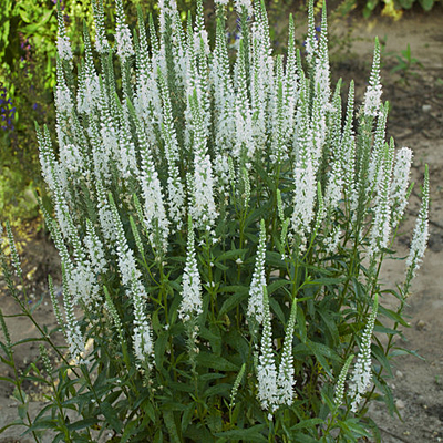 Veronica x 'White Wands'
