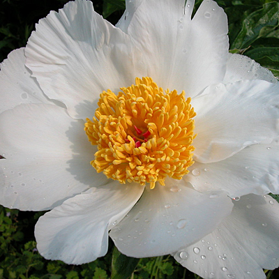 Paeonia l. 'White Wings'