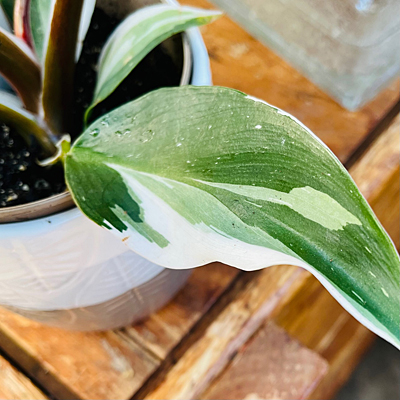 Philodendron 'White Wizard'