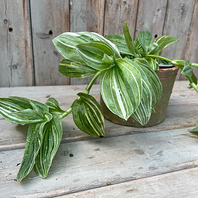 Tradescantia 'White Zebra'
