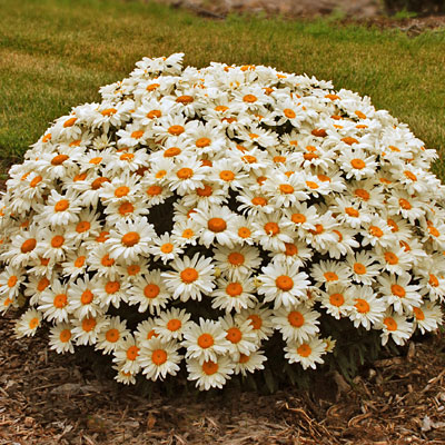 Leucanthemum x s. 'Whoops-a-Daisy'