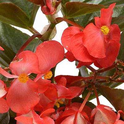 whopper begonia bronze complemented blooms