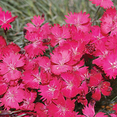 Dianthus x 'Wicked Witch'