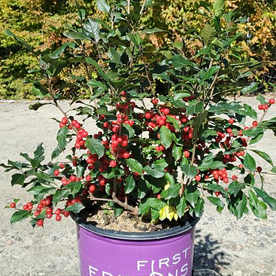 Ilex v. 'Wildfire' (HOLIDAY)