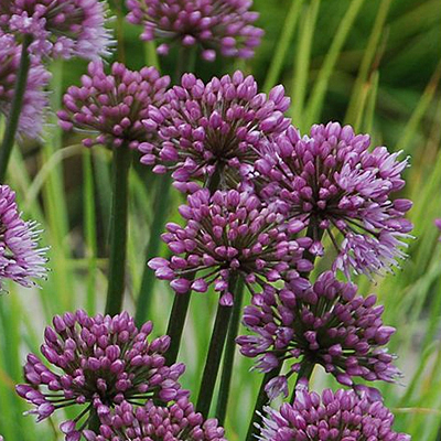 Allium 'Windy City'