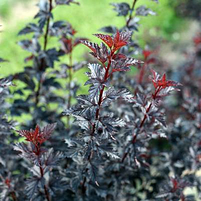 Physocarpus o. 'Summer Wine Black'