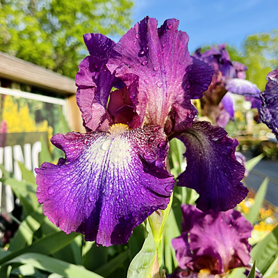 Iris g. 'Wine Festival'