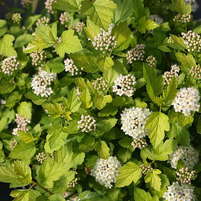 Physocarpus o. 'Tiny Wine Gold'