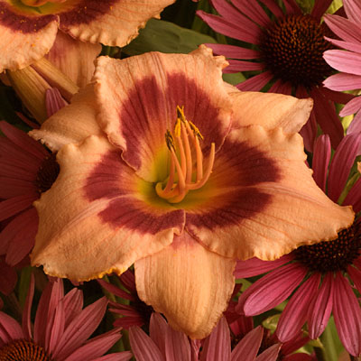 Hemerocallis 'Wineberry Candy'