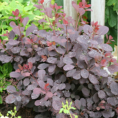 Cotinus x 'Winecraft Black'