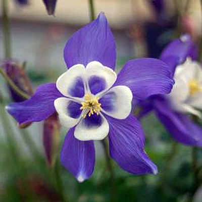 Aquilegia 'Winky Blue & White'