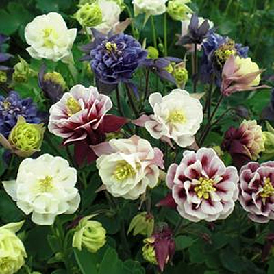 Aquilegia 'Winky Double Mix'