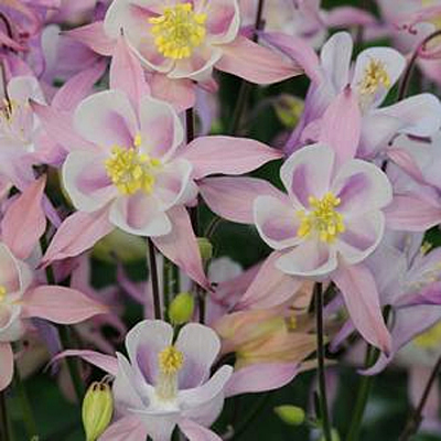 Aquilegia 'Winky Pink'