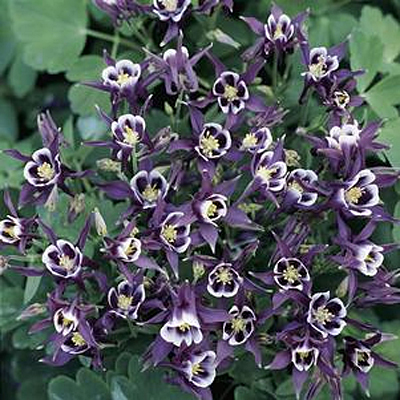 Aquilegia 'Winky Purple & White'
