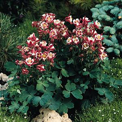 Aquilegia 'Winky Red & White'