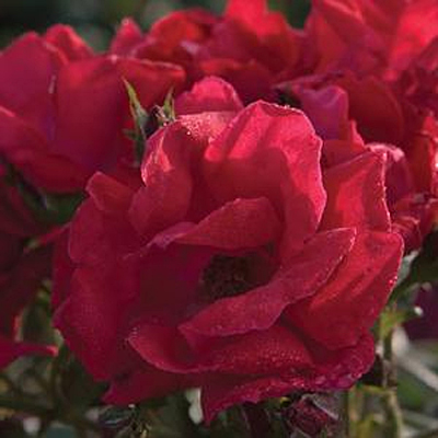Rosa 'Winner's Circle'