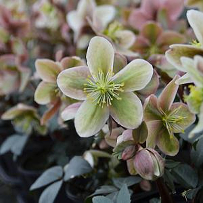Helleborus x 'Winter Sunshine'