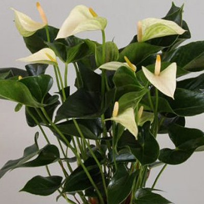 Anthurium 'Winter White'