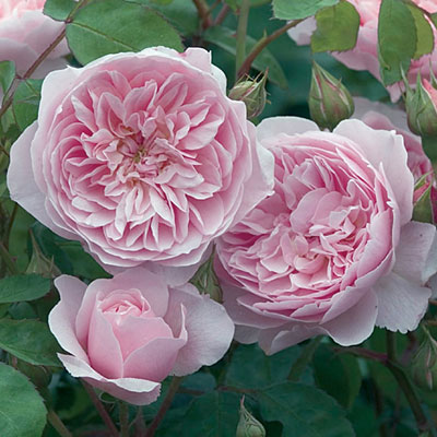 Rosa 'Wisley 2008'