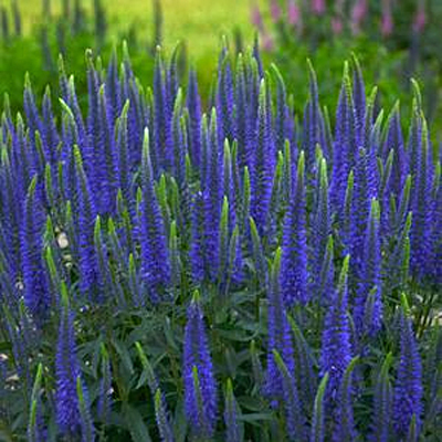 Veronica x 'Wizard of Ahhs'