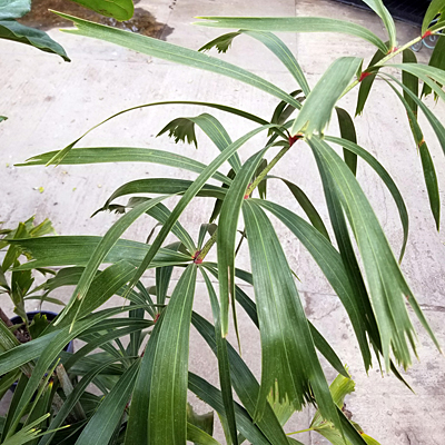 Wodyetia bifurcata