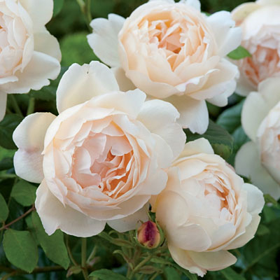 Rosa 'Wollerton Old Hall'