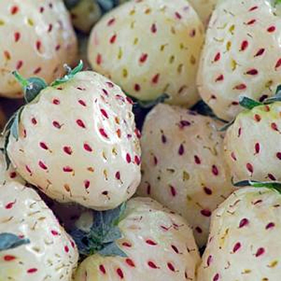 Fragaria 'Wonderful Pineberry'