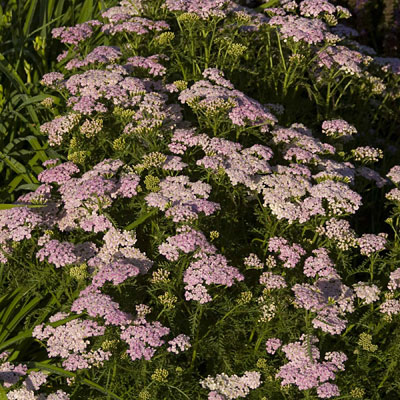 Achillea m. 'Wonderful Wampee'