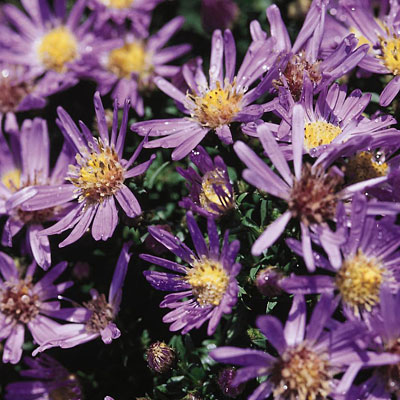 Aster dumosus 'Wood's Blue'