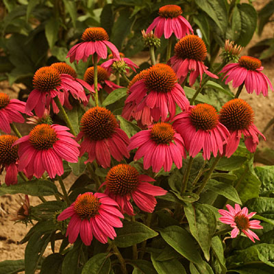 Echinacea x 'Pow Wow Wild Berry'