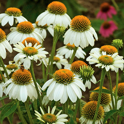Echinacea x 'Pow Wow White'