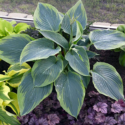 Hosta 'Wu-La-La'