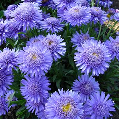 Aster alpinus 'Blue'