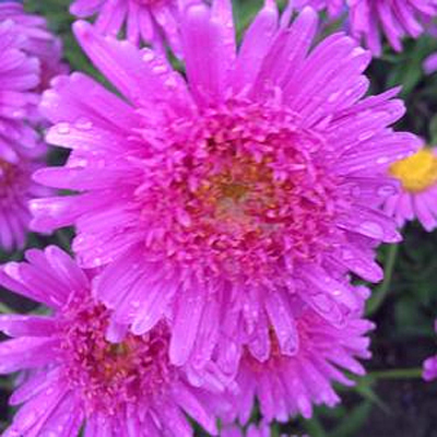 Aster alpinus 'Pink'