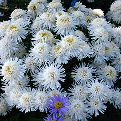 Aster alpinus 'White'