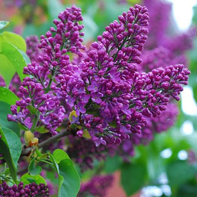 Syringa v. 'Yankee Doodle'