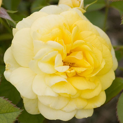 Rosa Garden Path 'Yellow Brick Road'