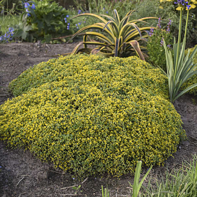 Sedum x 'Yellow Brick Road'