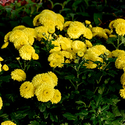 Dendranthema x 'Jane's Yellow Button'