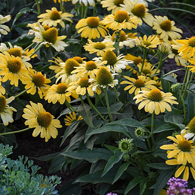 Echinacea x 'Yellow My Darling'