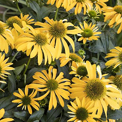 Echinacea x 'Evolution Yellow Falls'