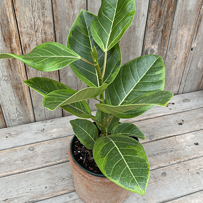 Ficus altissima 'Yellow Gem'