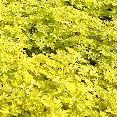 Dicentra s. 'Yellow Leaf'
