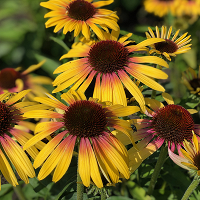 Echinacea x 'Yellow Rainbow Marcella'