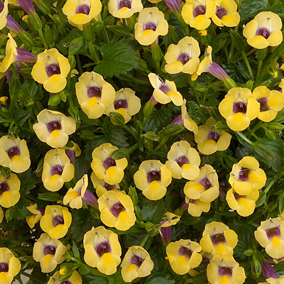 Torenia 'Yellow Moon'