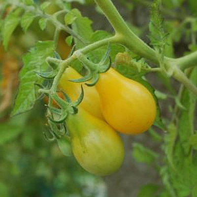 Tomato 'Yellow Pear'