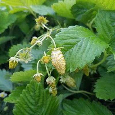 Fragaria a. 'Yellow Wonder'