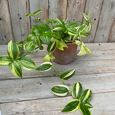 Tradescantia 'Yellow Zebra'