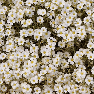 Cerastium t. 'Yo Yo'