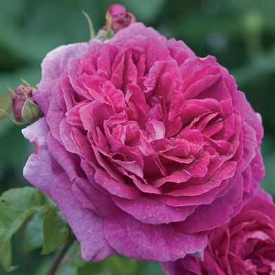 Rosa 'Young Lycidas'